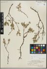 Foto von Salix repens subsp. rosmarinifolia (L.) Andersson